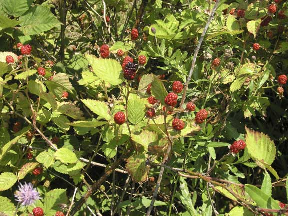 thorny blackberries