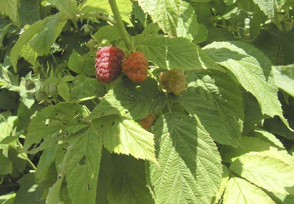 raspberries