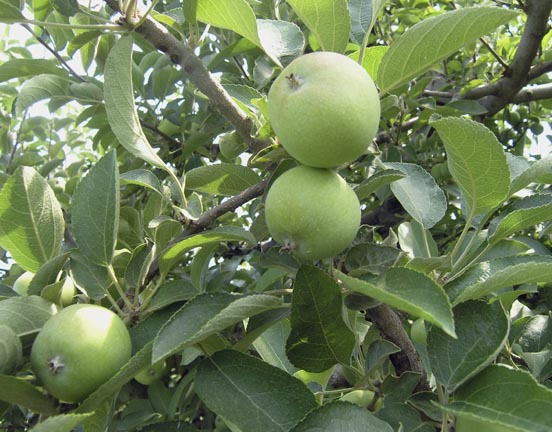 Ripening apples