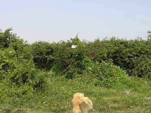 Thornless blackberries