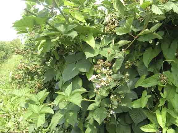 Thornless blackberries