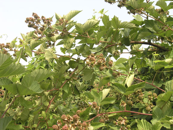 Thornless blackberries