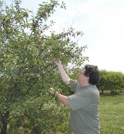 Tart Cherry pickers