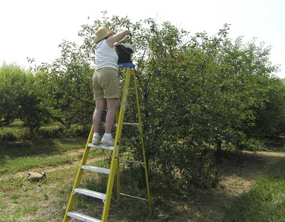 Tart Cherry pickers