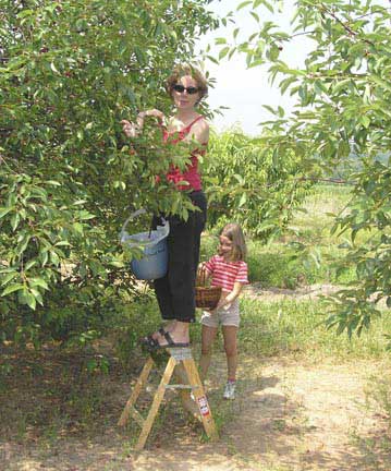 Tart Cherry pickers