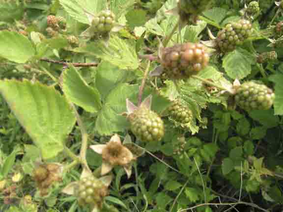 Green thorny blackberries