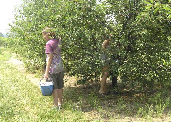 Tart Cherry pickers