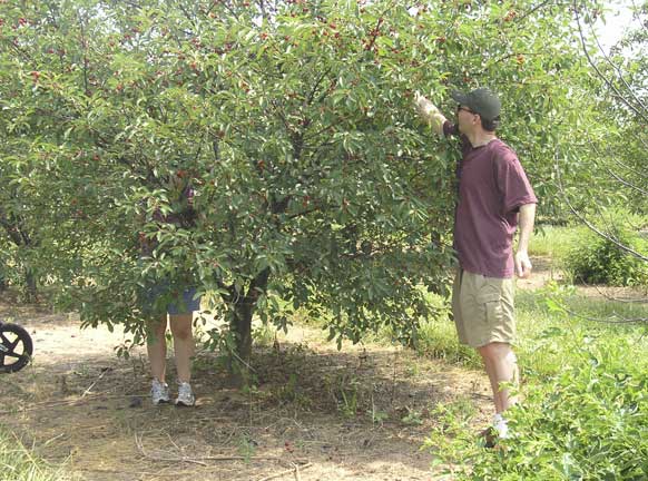 Tart Cherry pickers