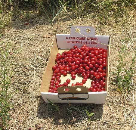 Tart Cherries