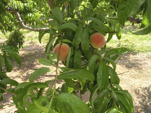 Unripe peaches