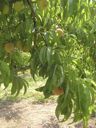 Unripe peaches