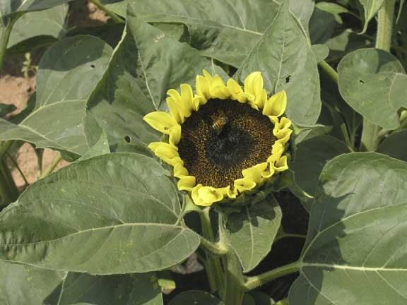 Sunflower and bee