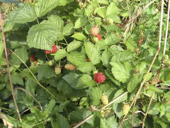 Green thorny blackberries