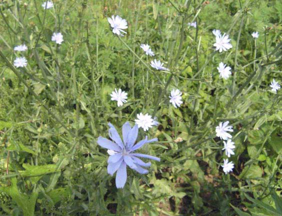 Blue cornflowers