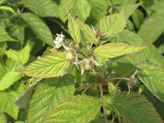 Raspberries