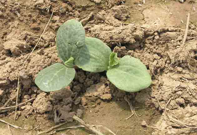 Baby pumpkins