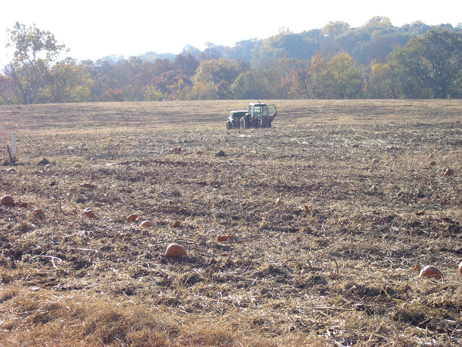 Old pumpkin field