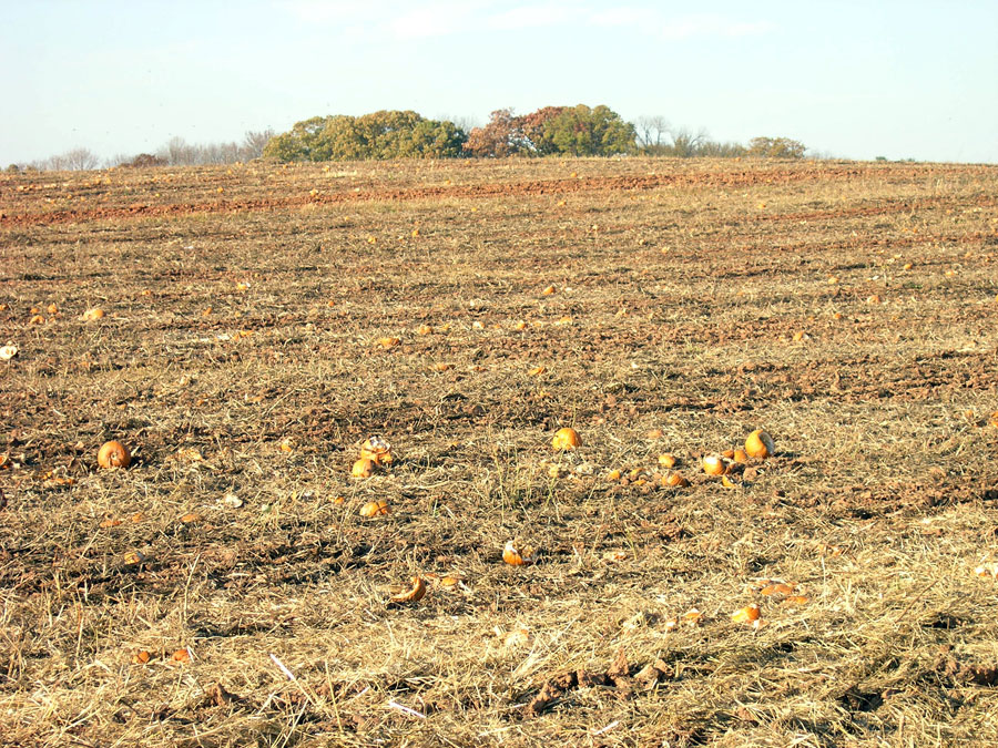 Old pumpkin field