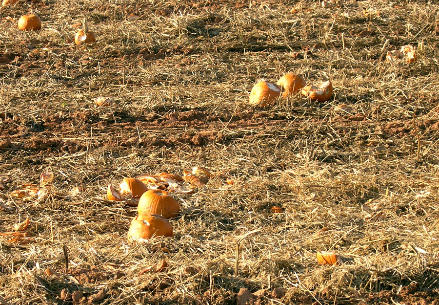 Old pumpkin field