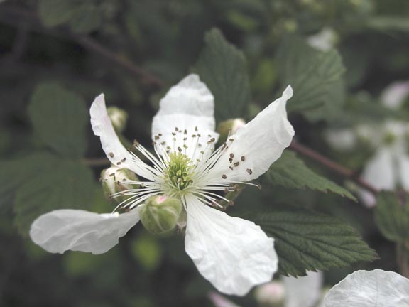 Blackberry blossom