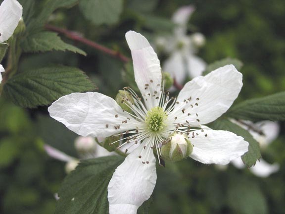 Blackberry blossom