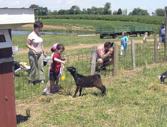 Feeding the goat