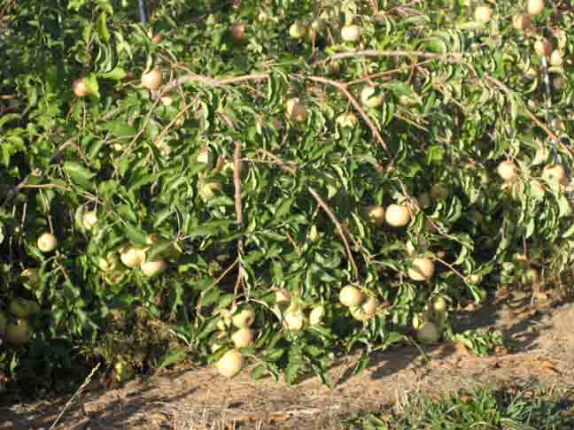 Cameo Apples - ripe and ready to pick!