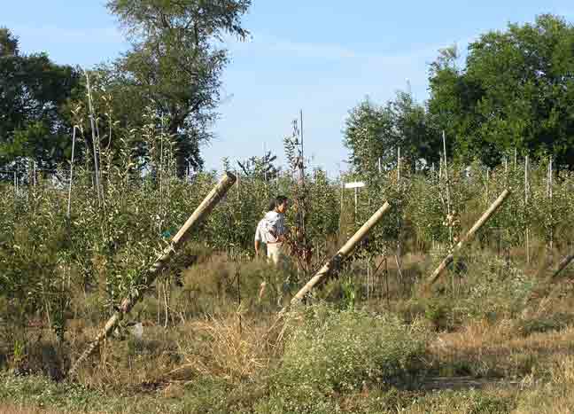 The Far Orchard