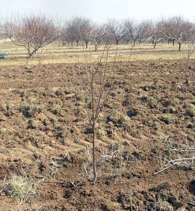 Newly planted cherry tree