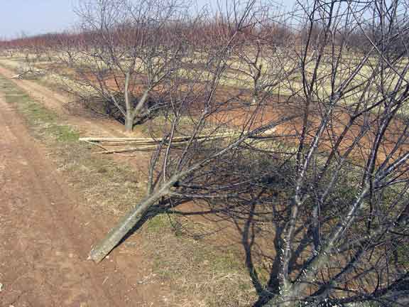 Cherry trees cut down