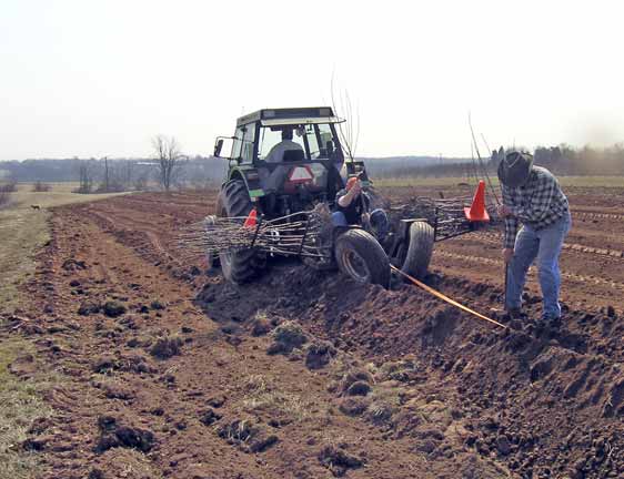 Planting new trees