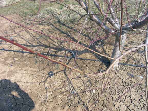 Peach branch