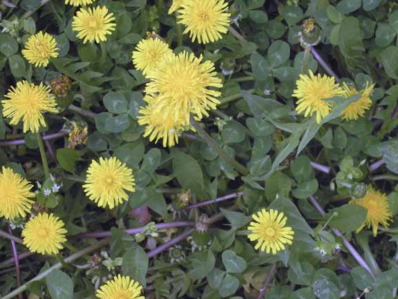 Dandelions