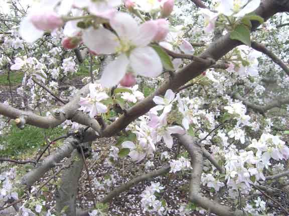 Apple Orchards in bloom.