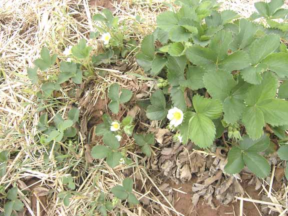 Strawberries