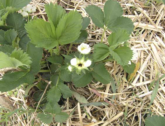 Strawberry black eye