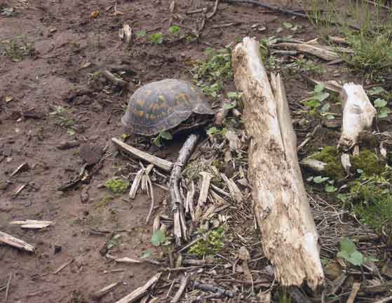 Turtles