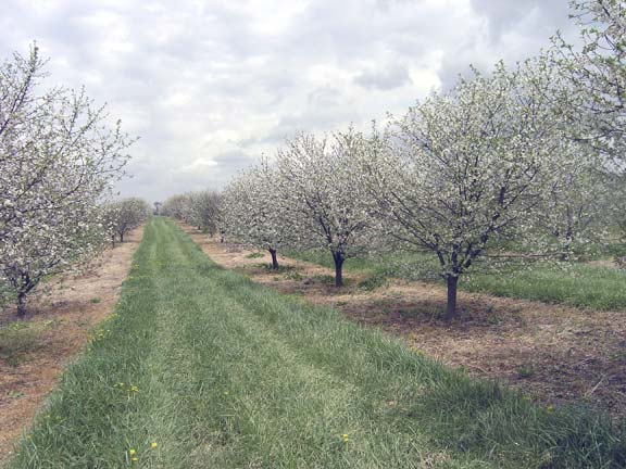 Cherry Orchard in bloom