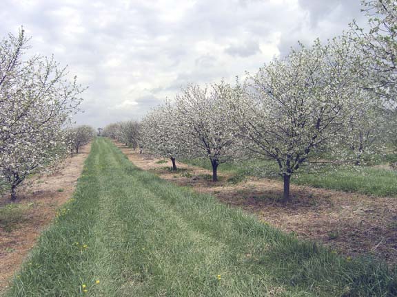 Cherry Orchard in bloom