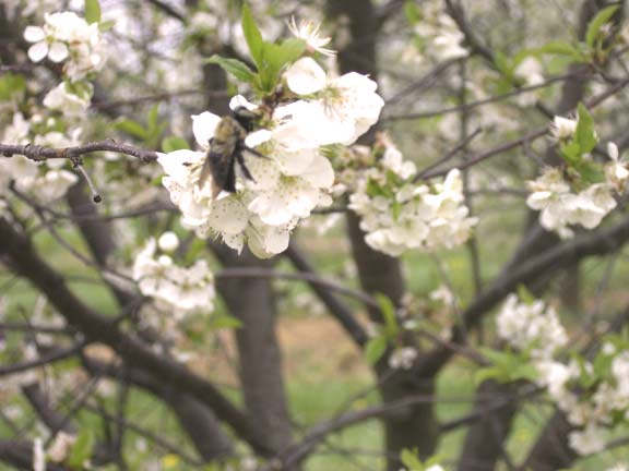 Cherry Bloom with bee