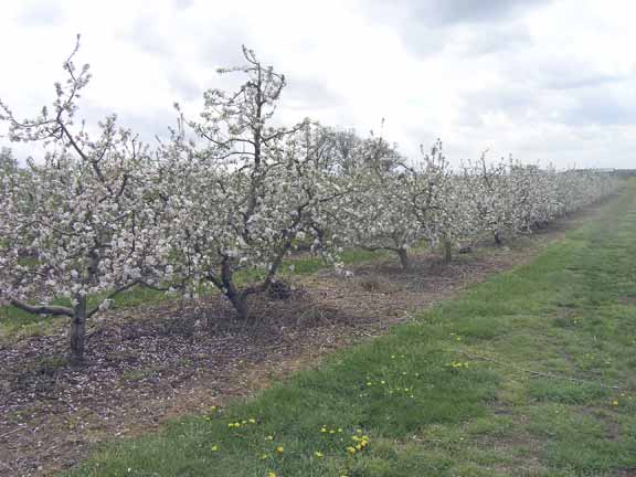 Apple Orchards in bloom.
