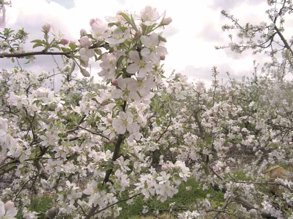 Apple Orchards in bloom.