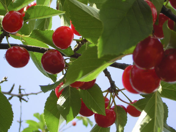 Ripe Tart Cherries