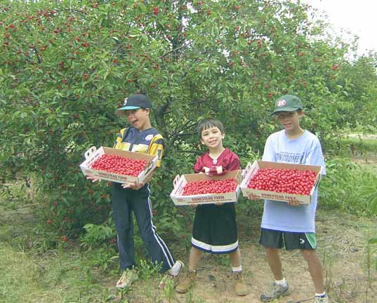 Cherry Pickers