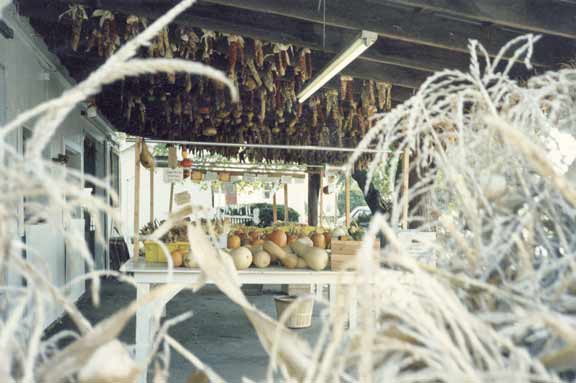 Fall stand with squash and Indian corn
