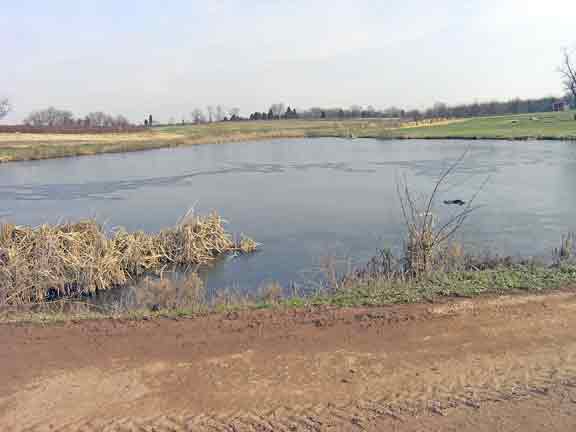 First ice on the ponds.