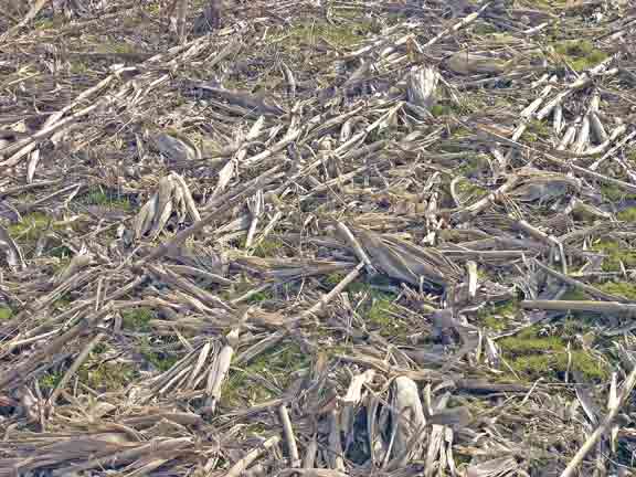 Old corn stalks.