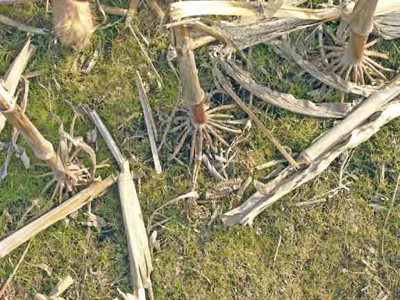 Corn stalk