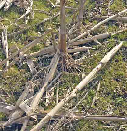 Corn stalk