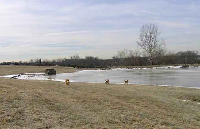 The pond is iced over!